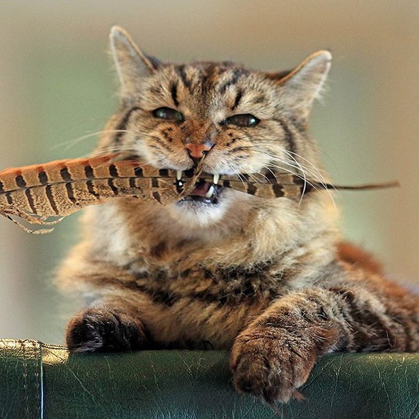 Вельвет - самый-самый старинный кот в мире