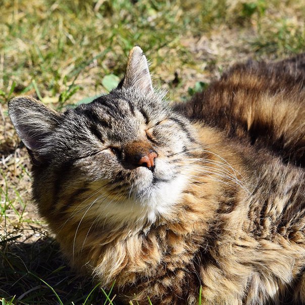 Вельвет - самый-самый старинный кот в мире