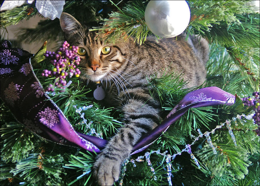 А вы нарядили елку для своих кошек... Скоро новый год ! ( 50 фото)