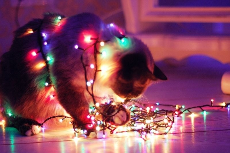 А вы нарядили елку для своих кошек... Скоро новый год ! ( 50 фото)