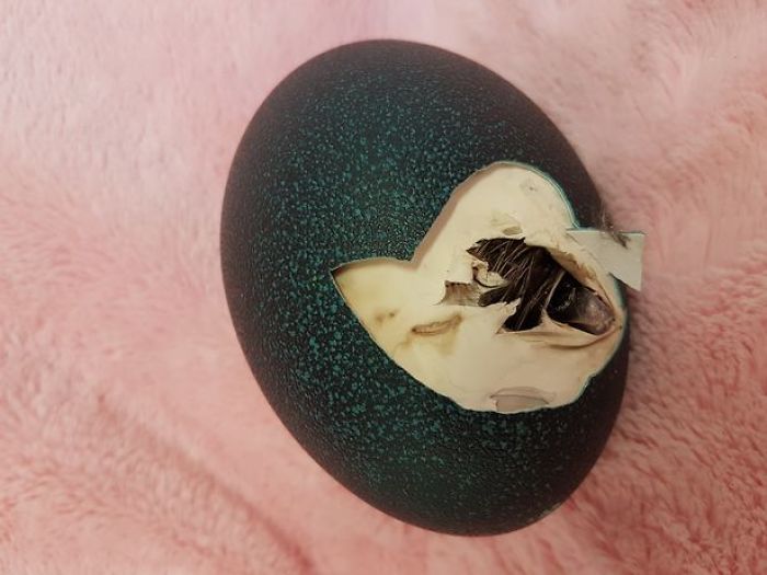 Молодая девушка приобрела яйцо и высидела птицу эму (8 фото)