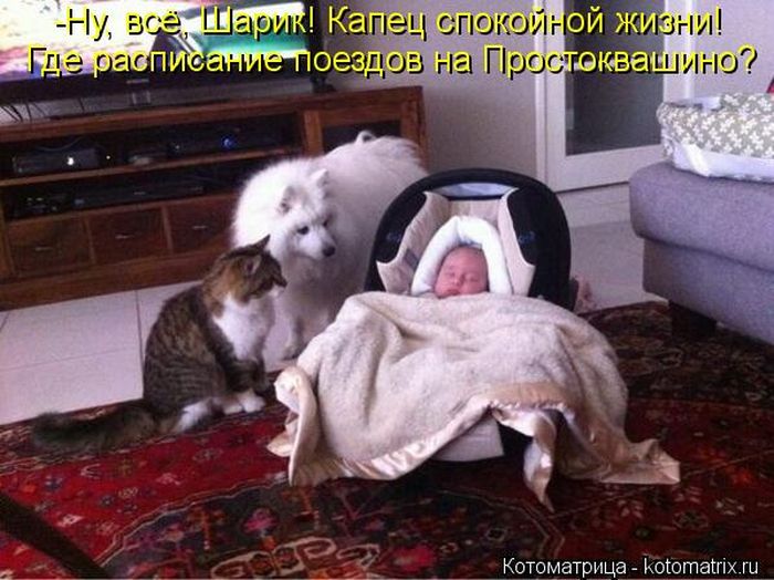 Лучшие котоматрицы за неделю