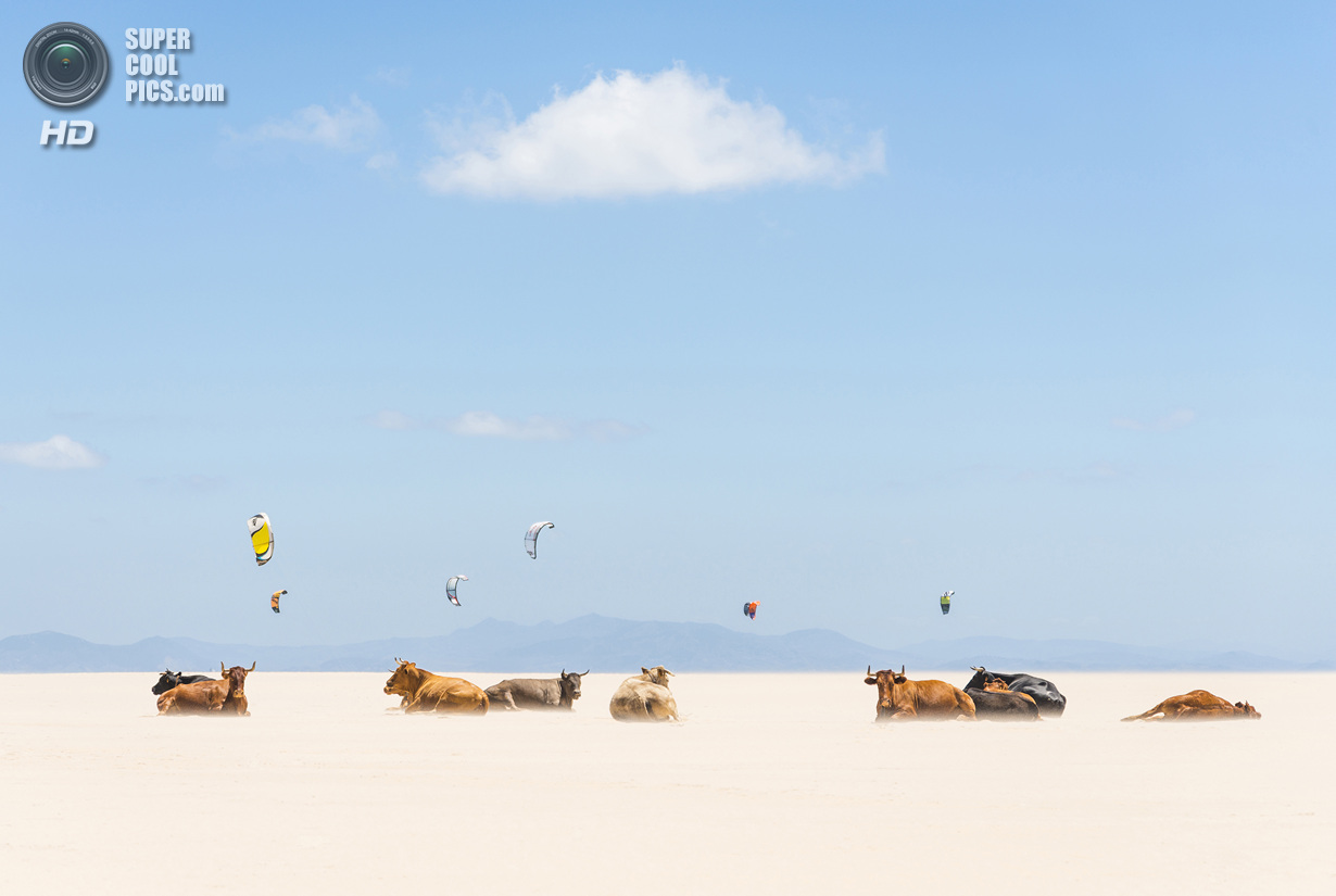 &laquo;Поощрительный приз&raquo;. Загорающие коровы на фоне кайтеров. Место съемки: Испания. Тарифа, Андалусия. (Andrew Lever/National Geographic Photo Contest)