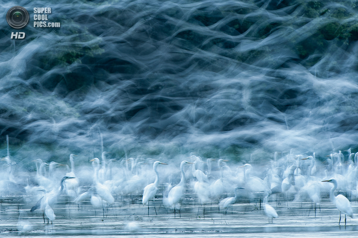 &laquo;Поощрительный приз&raquo;. Стая птиц. Место съемки: Венгрия. Дунай. (R&eacute;ka Zsimon/National Geographic Photo Contest)