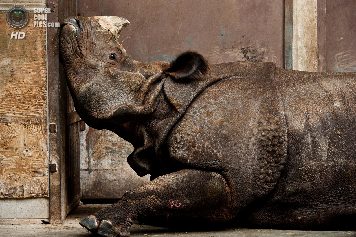&laquo;Поощрительный приз&raquo;. Индийский носорог в вольере Торонтского зоопарка скучает по дому. Место съемки: Канада. Торонто, Онтарио. (Stephen De Lisle/National Geographic Photo Contest)