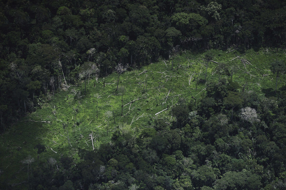 Выживание в Amazon