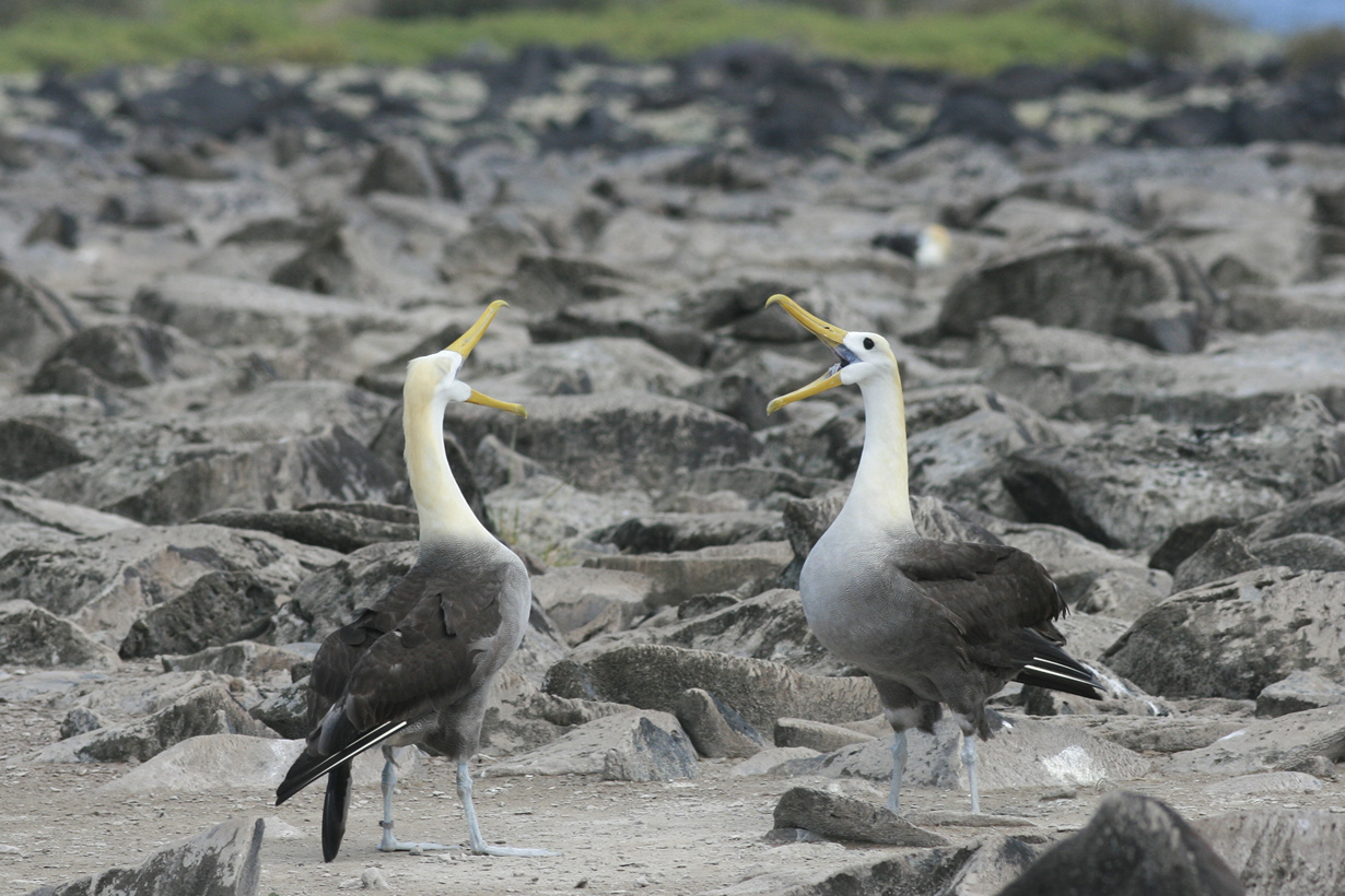 Галапагосские альбатросы. (Kerry Lannert)