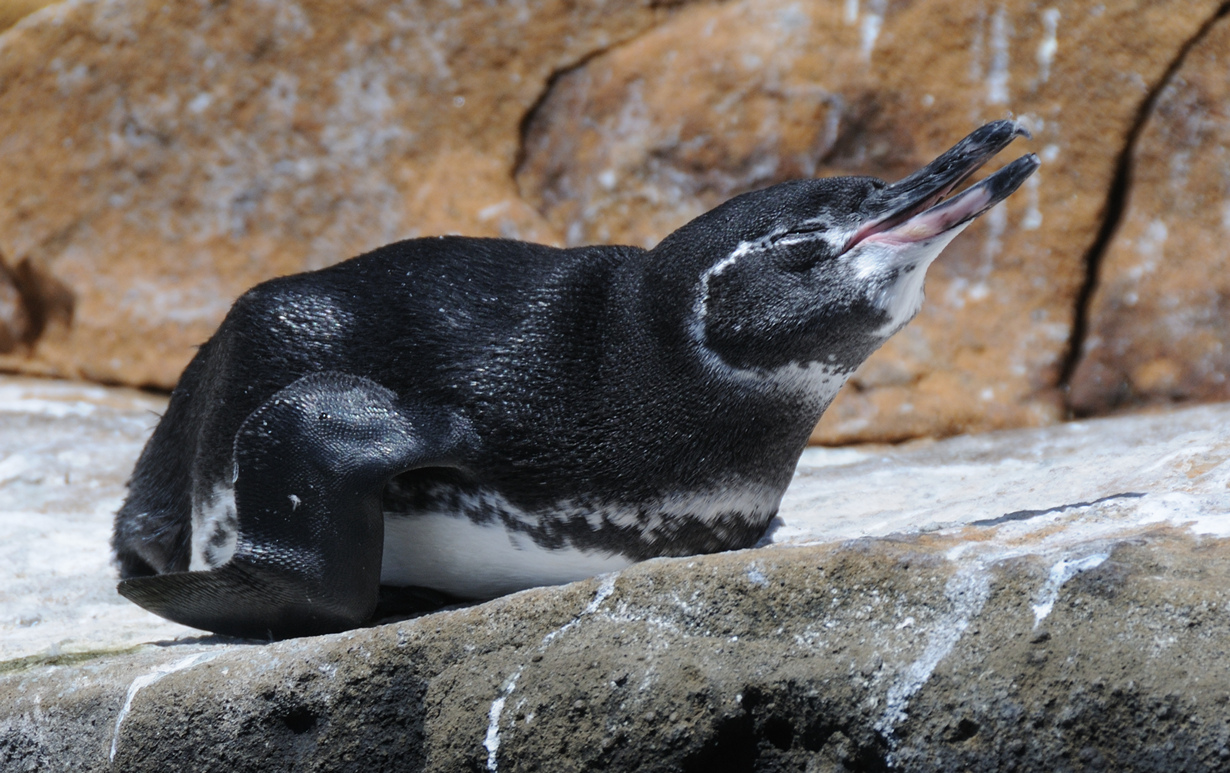 Галапагосский пингвин. (Scott Ableman)