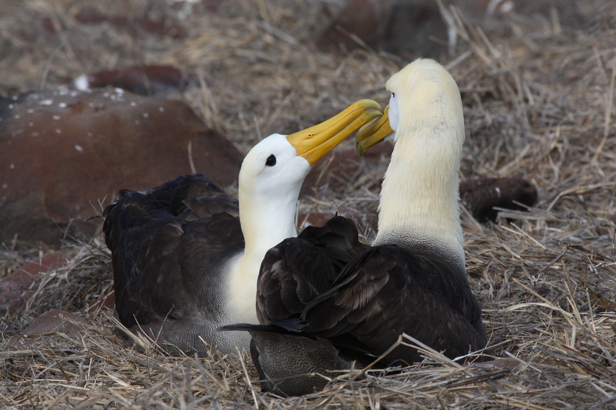 Галапагосские альбатросы. (Steven Bedard)