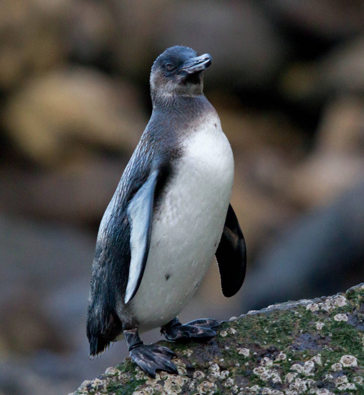 Галапагосский пингвин. (budgora)