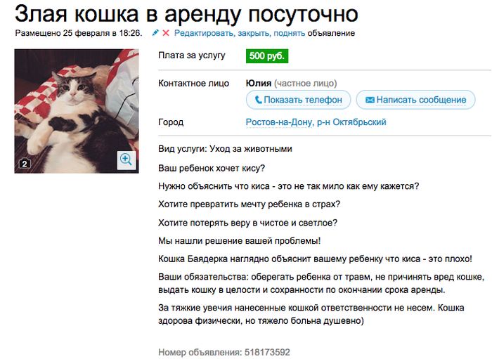 Аренда злой кошки, которая отобьет желание заводить домашнее животное (7 скриншотов)