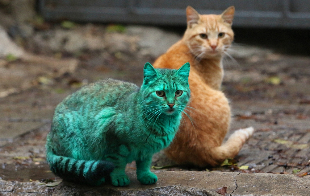 Почти настоящий зелёный кот