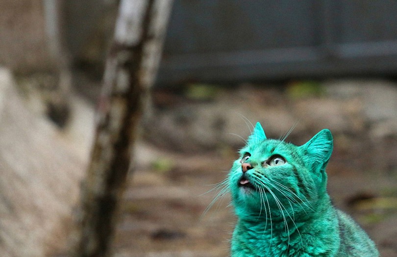 Зеленый кот из Варны-4-1