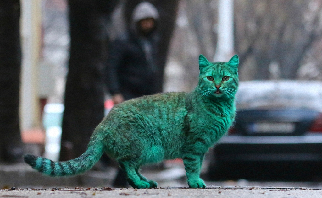 Почти настоящий зелёный кот.