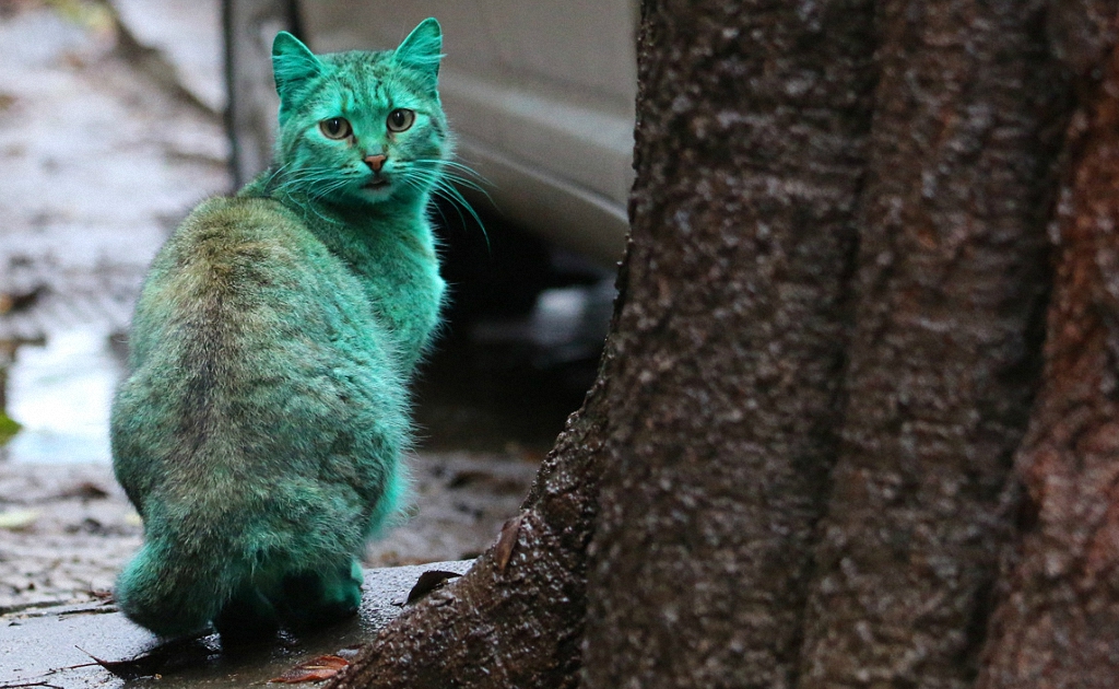 Почти настоящий зелёный кот.
