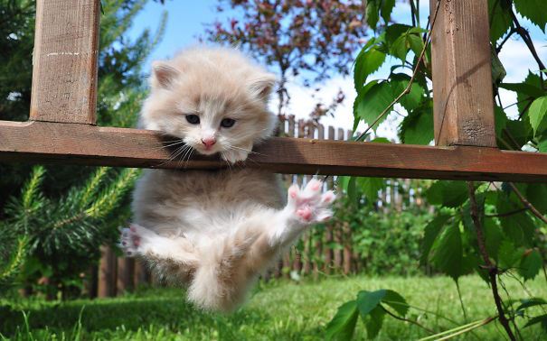acrobat-kitty-cats-cute-985-1920x1200__605