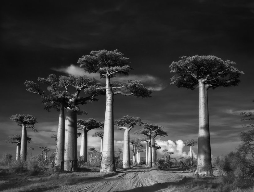 14 лет поисков самых древних деревьев-1
