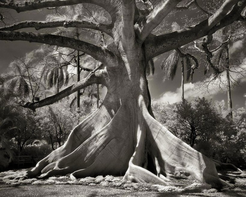 14 лет поисков самых древних деревьев-10