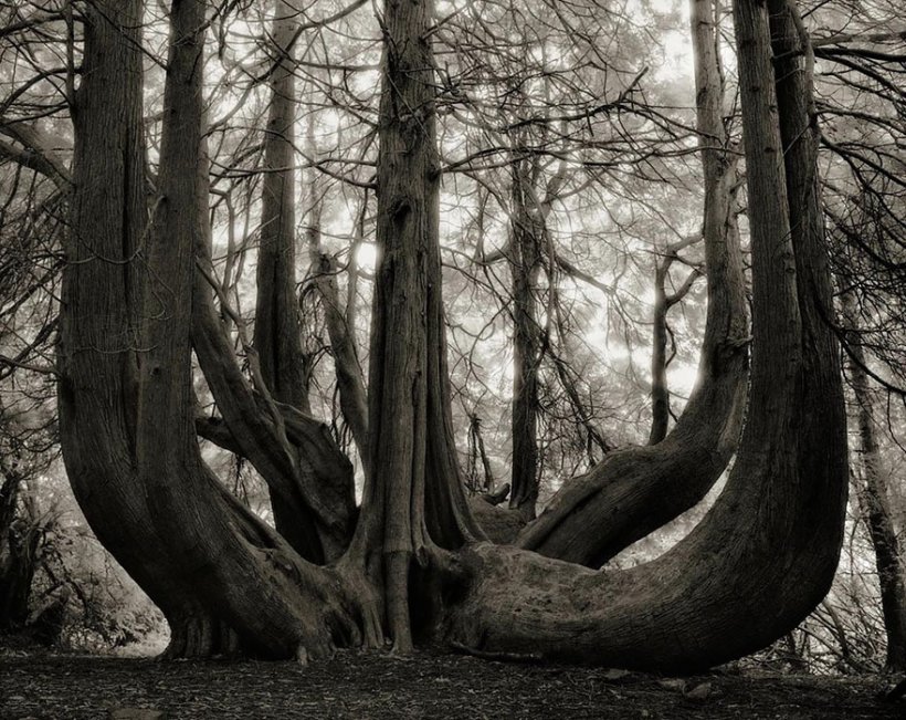 14 лет поисков самых древних деревьев-14