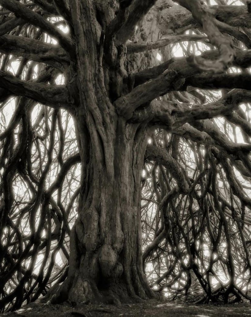 14 лет поисков самых древних деревьев-18