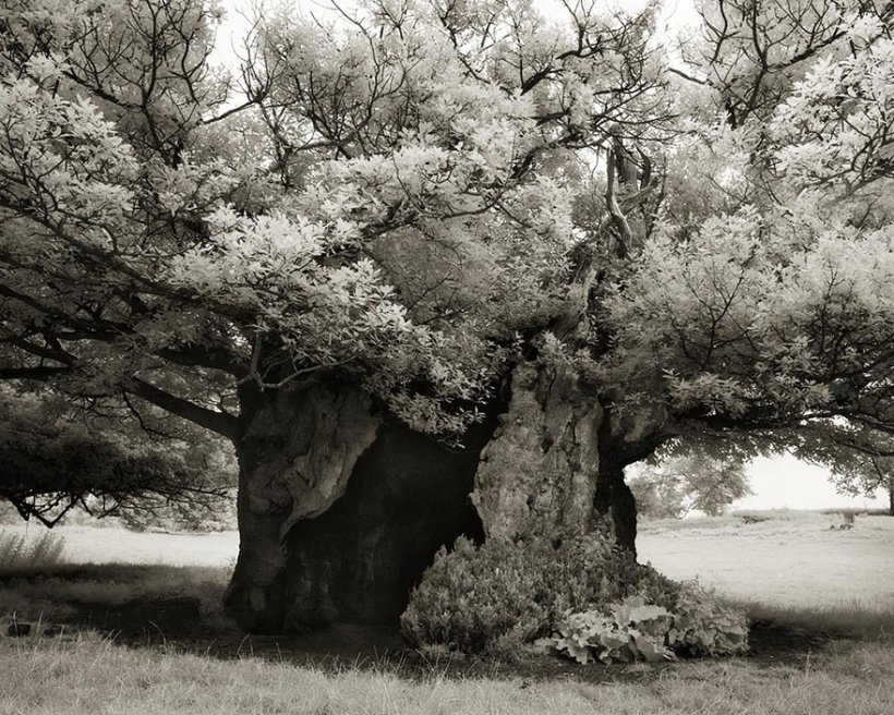 14 лет поисков самых древних деревьев-19