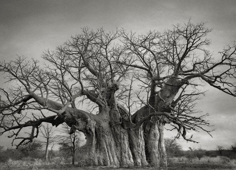 14 лет поисков самых древних деревьев-3