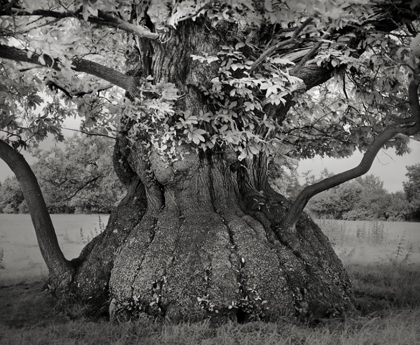 14 лет поисков самых древних деревьев-4