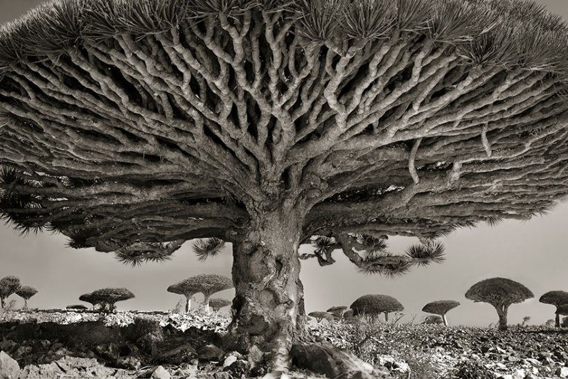 14 лет поисков самых древних деревьев-8