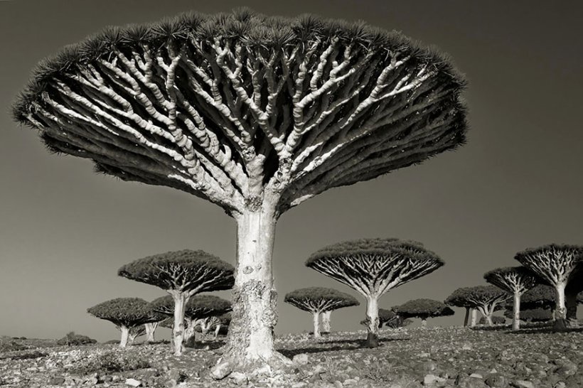 14 лет поисков самых древних деревьев-9