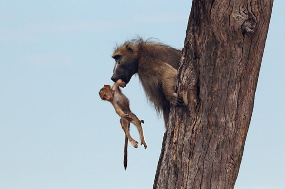 Львица убила бабуина, но то что она сделала с его детёнышем - поразительно!