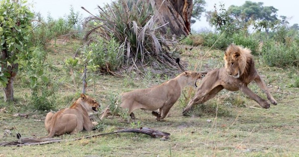 Львица убила бабуина, но то что она сделала с его детёнышем - поразительно!