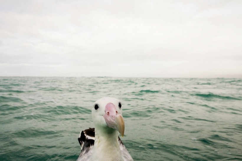 «Что тут происходит?» Любопытно альбатрос. Фото: Sebastian Kennerknecht.