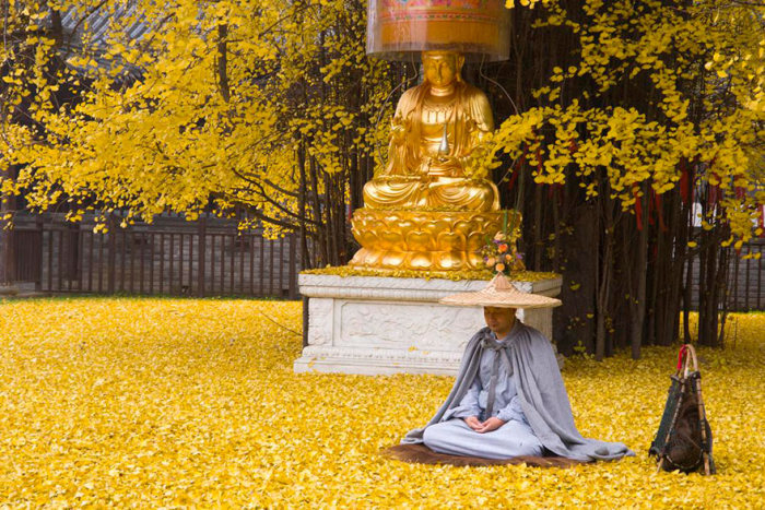 Дерево гинкго во дворе буддийского храма утопает в жёлтых листьях в Китае (5 фото)