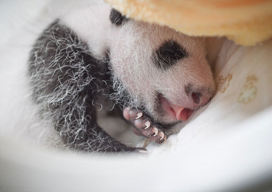 Удивительные малыши панд, спящие мирно в корзинах, покорили мир :)