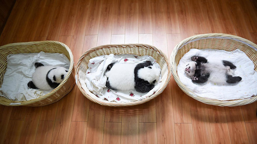 Удивительные малыши панд, спящие мирно в корзинах, покорили мир :)