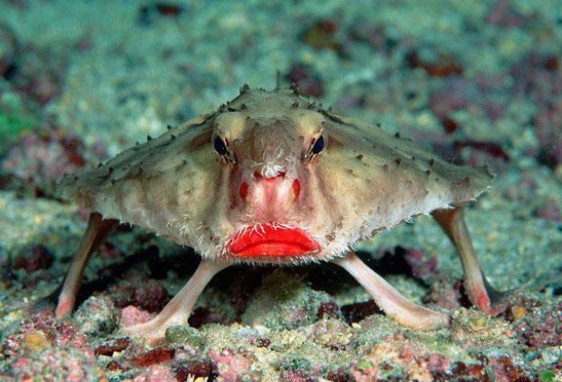 Необычная красногубая рыба — ласточка