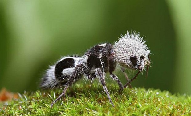 Необычный муравей