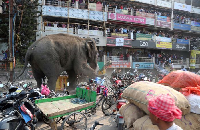 Безумный слон учинил разгром в индусском городке Силигури (6 фото)