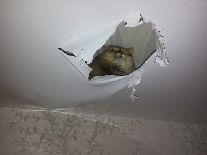 Киска изготовила для себя «норку» в потолке (2 фото)