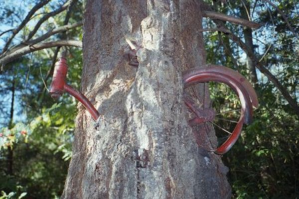 Объекты, люди и живность, завязнувшие в деревьях ( 49 фото)