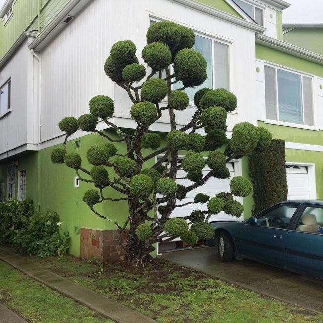 Необыкновенные деревья в Сан-Франциско (8 фотографий)