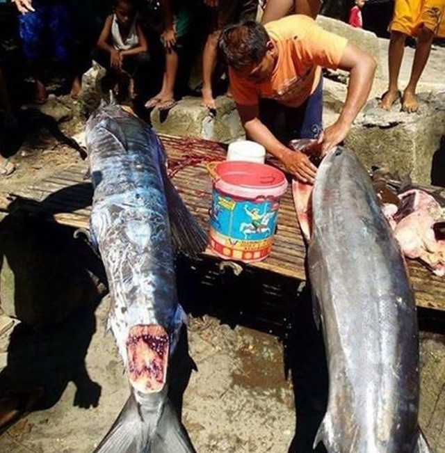 Филиппинские рыбаки выловили татуированную рыбу