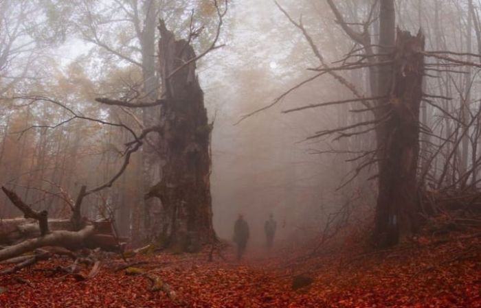 Зловещие снимки, произведенные посреди леса (13 фото)