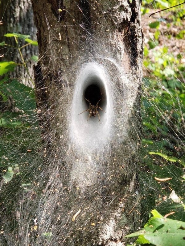 Гнездо паука или портал в ад?
