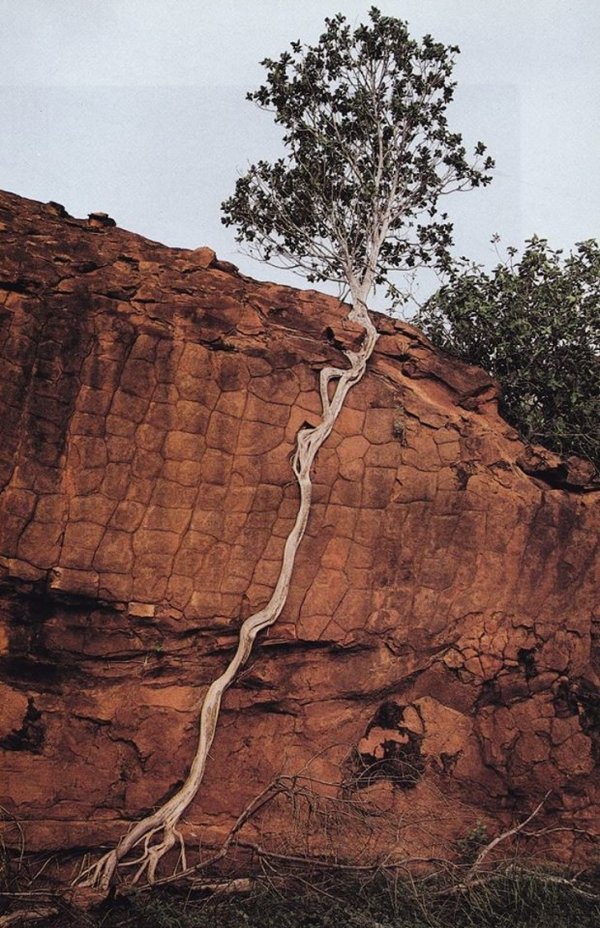 Девиз этого дерева: &quot;Никогда не сдавайся&quot;