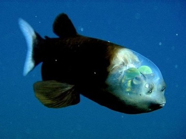 Бочкоглаз — глубоководная рыба с прозрачной головой