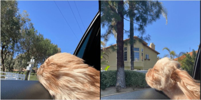 Забавные снимки домашних животных до и после стрижки