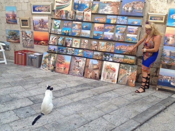 Заметил женщину, которая рассказывала об искусстве коту