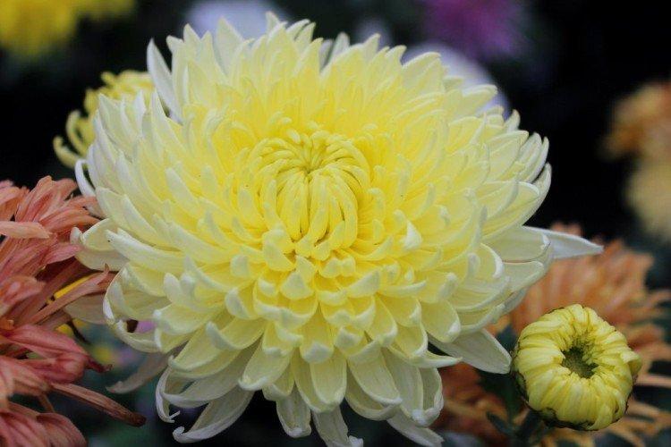 Кремист - Популярные крупноцветковые сорта хризантем
