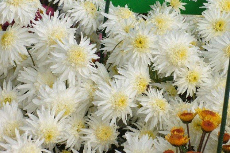 Иней - Лучшие сорта хризантем для Урала и Сибири